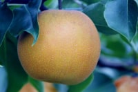 フルーツ王国やさか