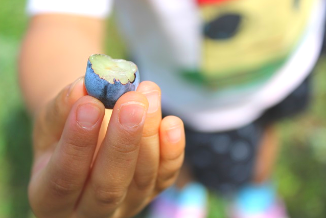 蒜山高原カルチベート観光ブルーベリー園の写真1