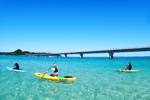 ホワイトウイングの写真1