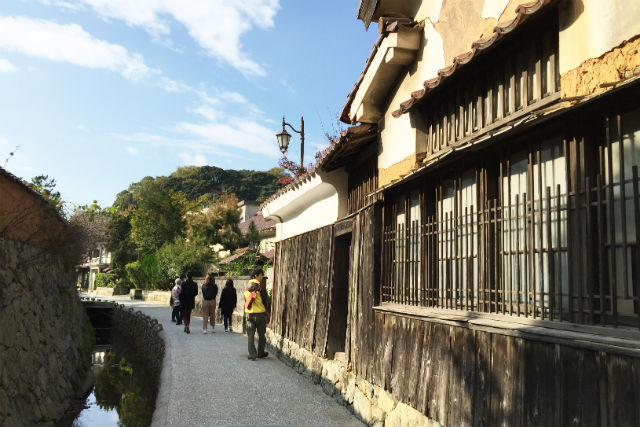 イワミノチカラの写真1