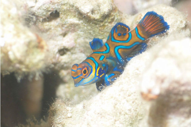 ダイビングスクールノリス東京目黒の写真1