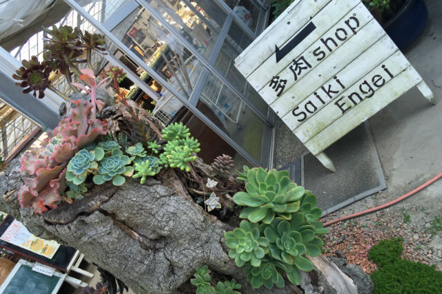 Saiki Engeの写真1