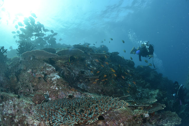 柏島ダイビングサービスSEAZOOの写真1