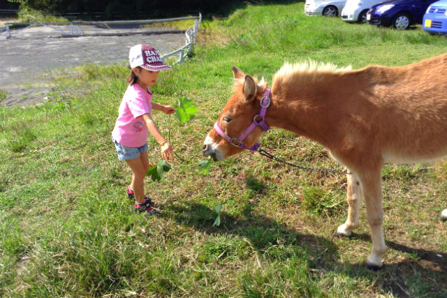 ホースプランの写真1