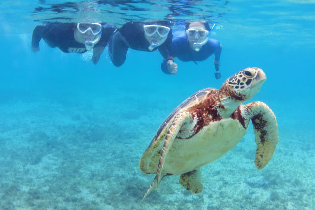 アマミエンシスの写真1