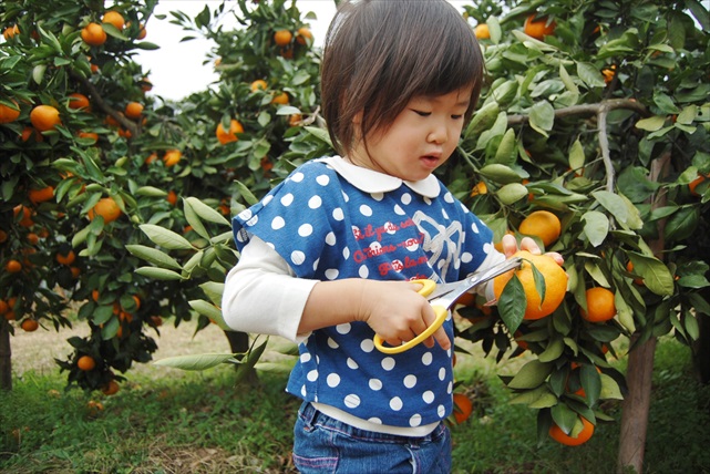 西山田農園の写真1