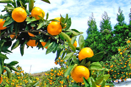 針茂果樹園の写真1