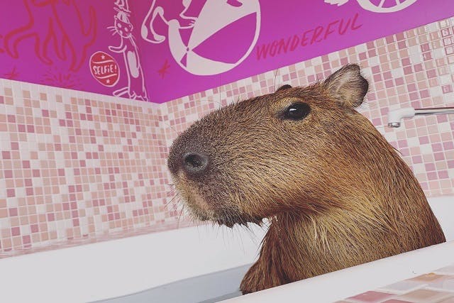 原宿かわいい動物園