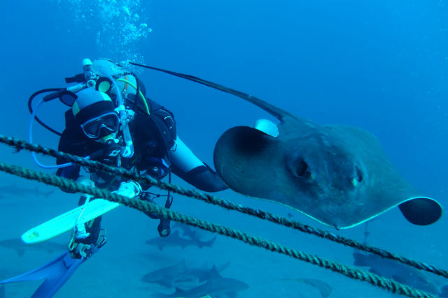 エムズダイビングアドベンチャーの写真1