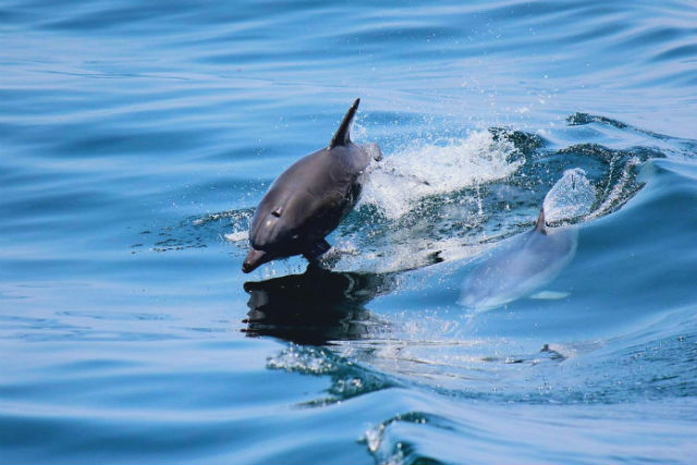 イルカウォッチング受付予約センターの写真1