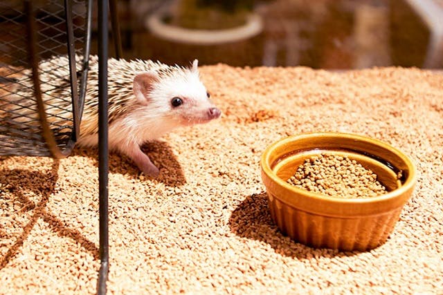 HARRY(原宿駅前店)