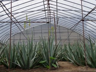 アロエの森 ベラベジ