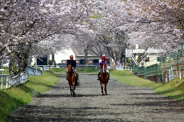 綾町馬事公苑の写真1
