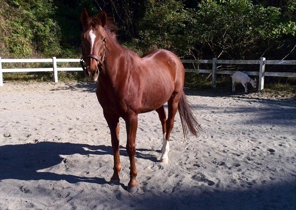 蹄跡の森 清武ホースパークの写真1