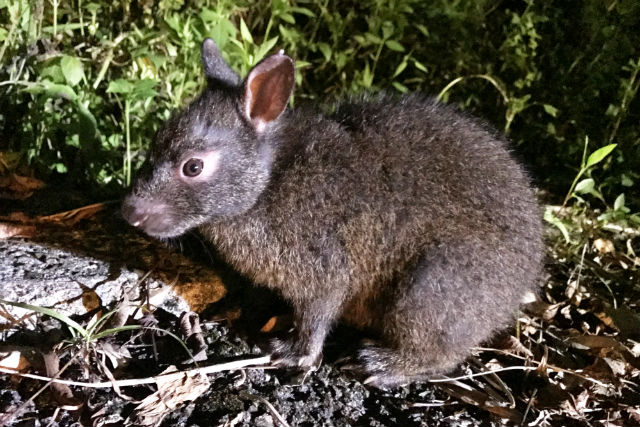 Low Key Amamiの写真1