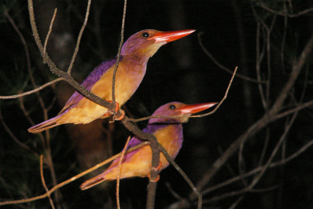 観光ネットワーク奄美の写真1