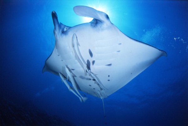 アクアダイブの写真1