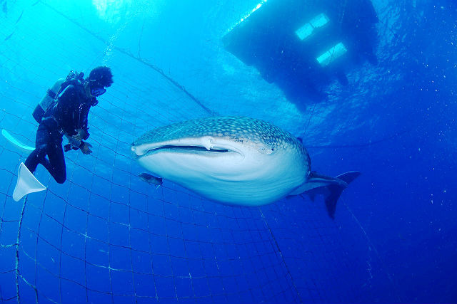 Diving Serviceホワイトツリーの写真1