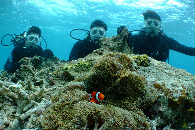 マリンスターの写真1