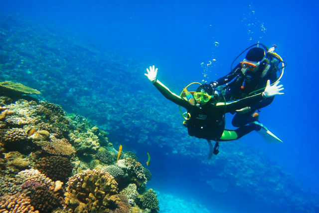 セルリアンブルーの写真1