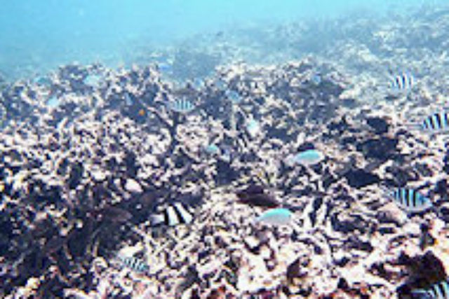 オーシャン・パーティーの写真1