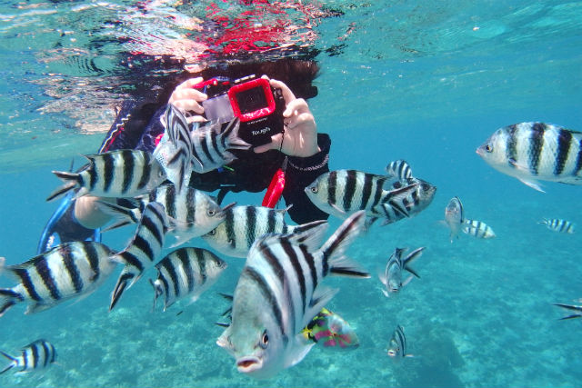 美ら島探検隊TLEBOの写真1