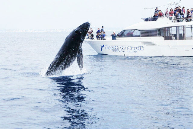 South to Southの写真1