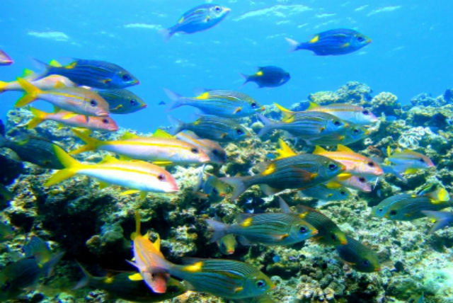 Ocean Gateの写真1