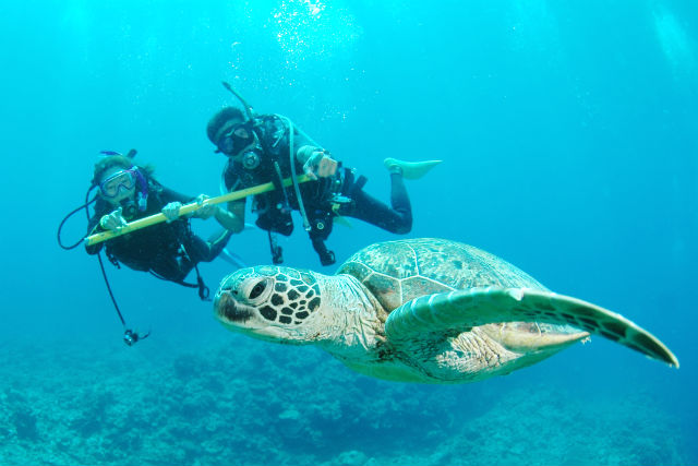 アルファダイブ沖縄の写真1