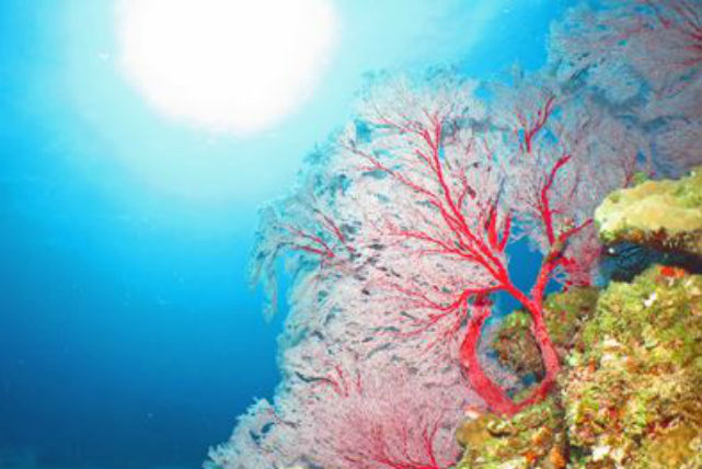 ブルーポエムの写真1