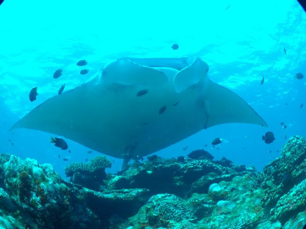 石垣島ダイビングショップ Fun Sea 石垣島の写真1