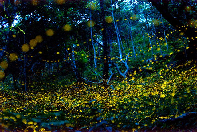 石垣島フィールドガイドSea Beansの写真1