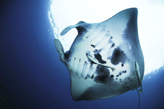 ビーブルー石垣島ダイビングサービスの写真1