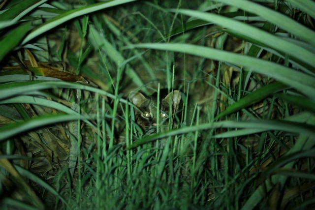 西表島ジャングルブックの写真1