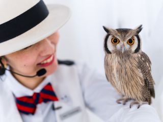 アキバフクロウ フクロウカフェ 東京 Owl Cafe Akiba Fukurou