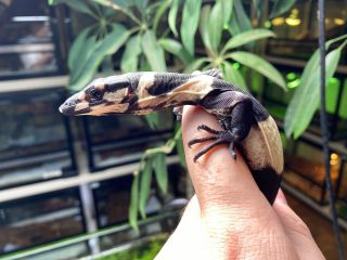 爬虫類カフェらぷとる