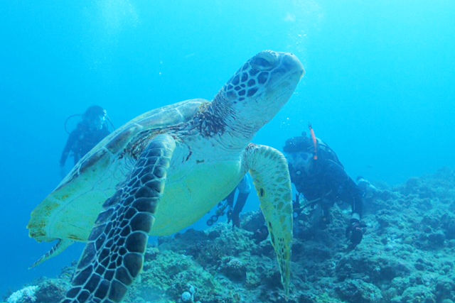 WILD BLUE宮古島の写真1