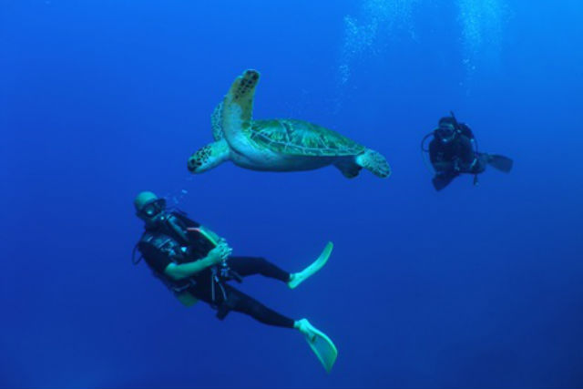 宮古島ダイビングサービス Fish a go go  !の写真1