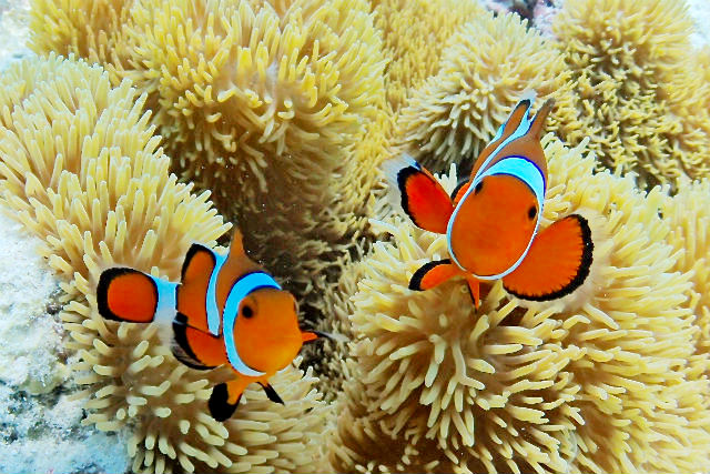 宮古島ダイビングサービス アクアドロップの写真1