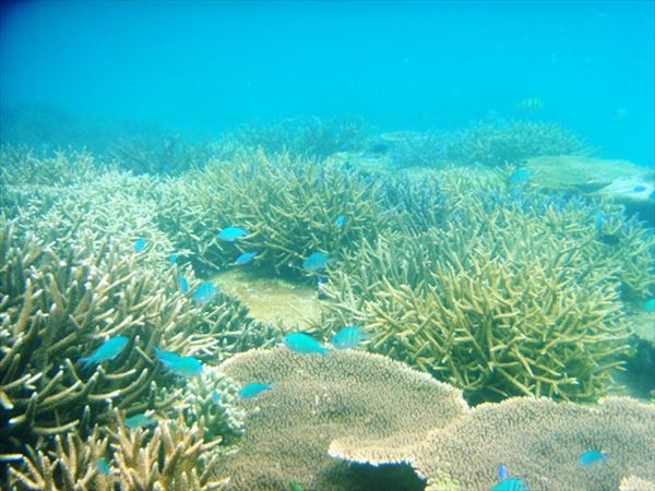 ズミヤーの写真1