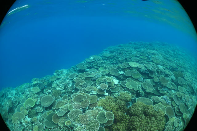 ダイビングサービス碧海の写真1