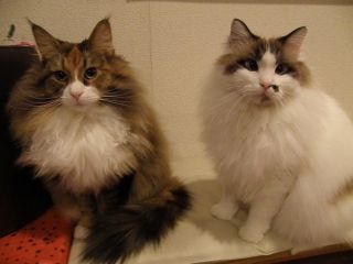 猫カフェ ニャンシー