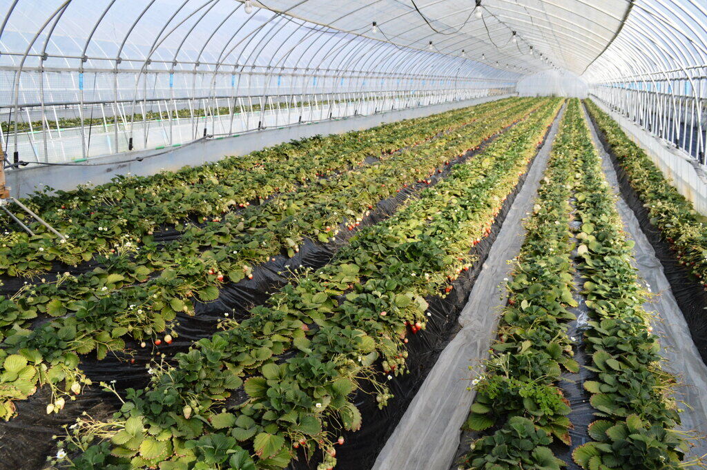 観光いちご園 美土里農園の写真1