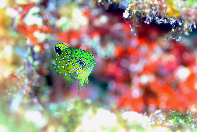 DIVING SERVICE Vibgyorの写真1