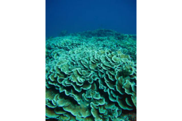 ダイブサービス からはーいの写真1