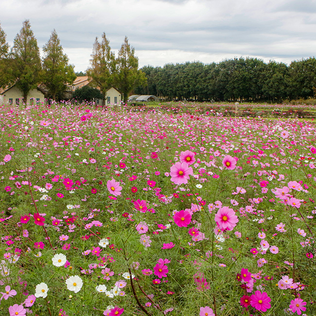 こもれび森のイバライドの写真1