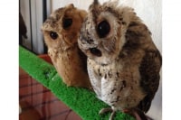 フクロウカフェ わたわた