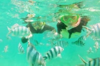 ダイビングサービス海だより