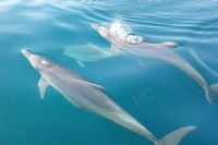 天草観光イルカウォッチング案内所・ドルフィンクルーズ