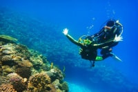 セルリアンブルー